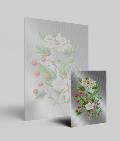 Biancospino Vintage - Quadro di Design