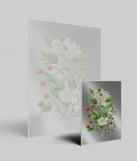 Biancospino Vintage - Quadro di Design