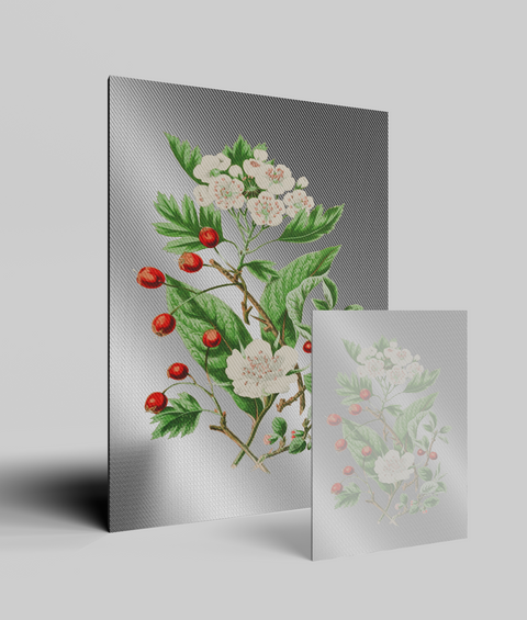 Biancospino Vintage - Quadro di Design