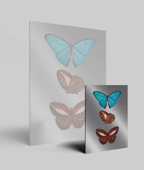 Farfalle Vintage V.1 - Quadro di Design