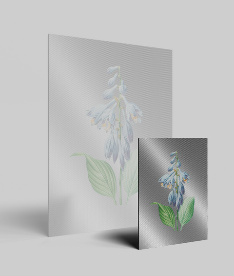 Hosta Vintage - Quadro di Design