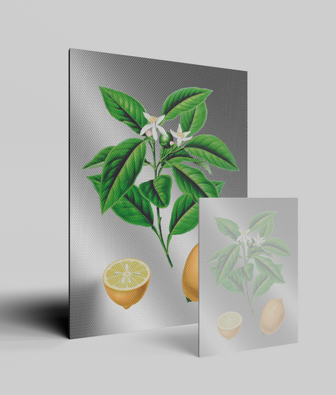 Limone Vintage - Quadro Molto Bello