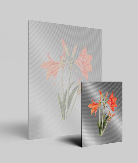 Amaryllis Vintage - Quadro di Design