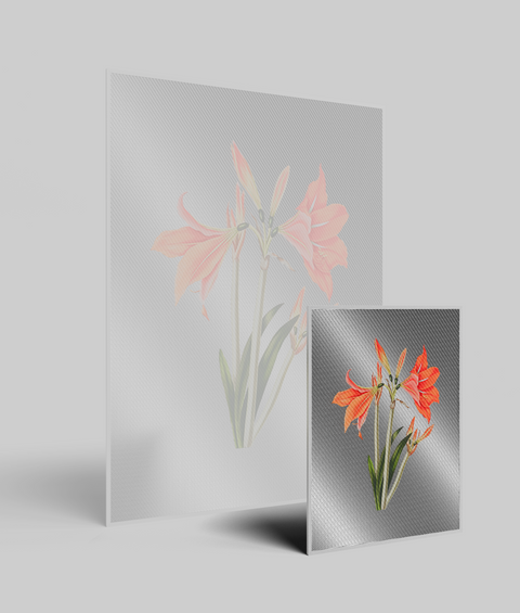 Amaryllis Vintage - Quadro di Design