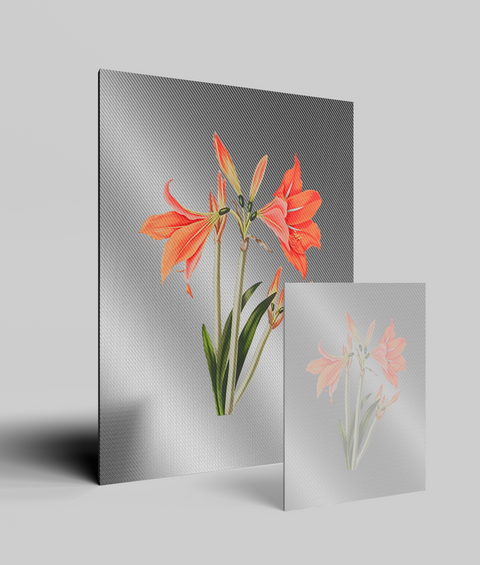 Amaryllis Vintage - Quadro di Design