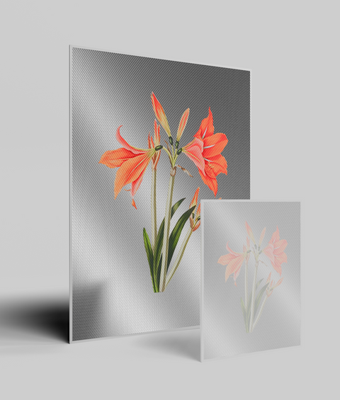 Amaryllis Vintage - Quadro di Design