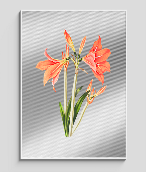 Amaryllis Vintage - Quadro di Design