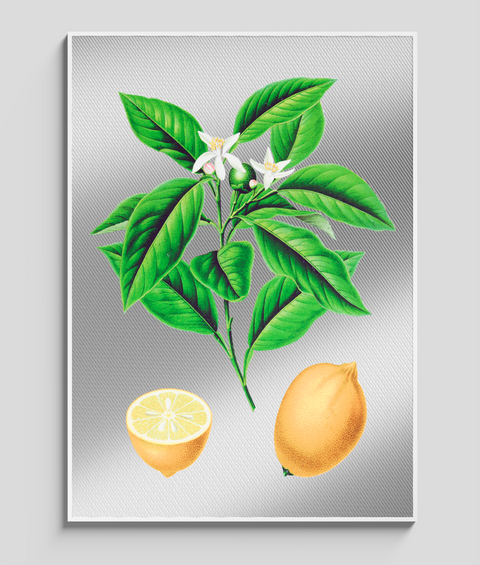 Limone Vintage - Quadro Molto Bello