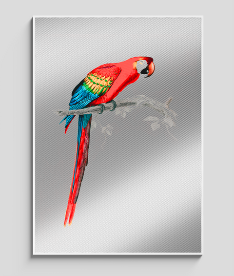 Pappagallo Vintage - Quadro di Design