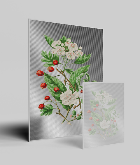 Biancospino Vintage  - Quadro di Design
