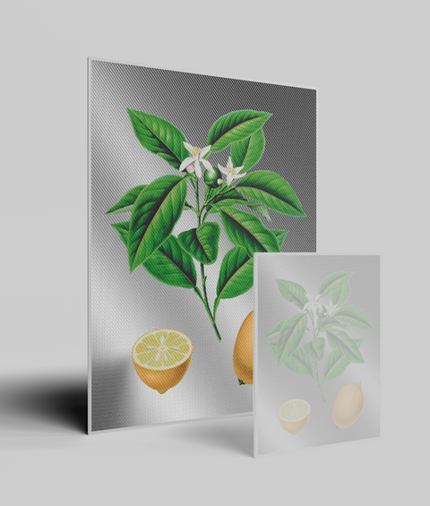 Limone Vintage - Quadro Molto Bello