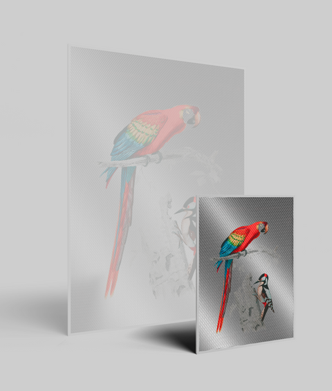 Pappagallo e Picchio Vintage - Quadro di Design