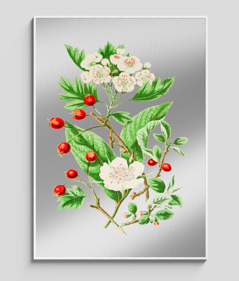 Biancospino Vintage  - Quadro di Design